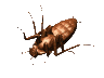 animated insect gif